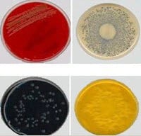 Remel Thayer Martin Agar Improved Plate, 10/Package