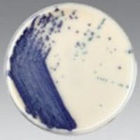 Remel Trypticase Soy Agar (TSA) Monoplate, 10/Package