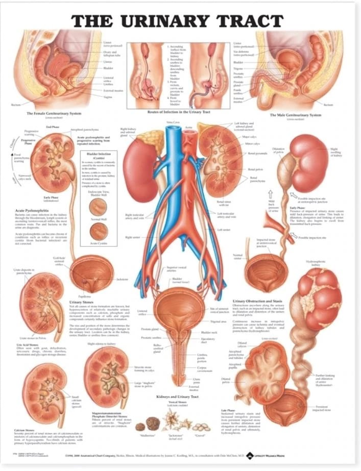 The Urinary Tract Anatomical Chart, 20" x 26", Flexible, Each