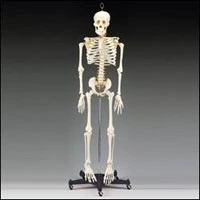 Budget Bart Skeleton