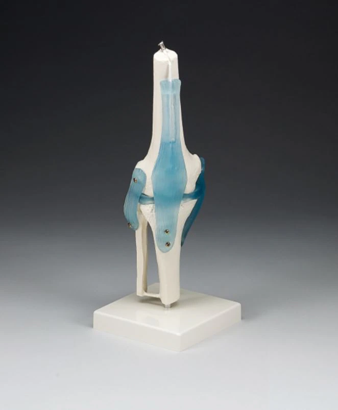 Knee Joint Anatomical Model, Adult Right, 7x7x12-1/2", Removable, Each