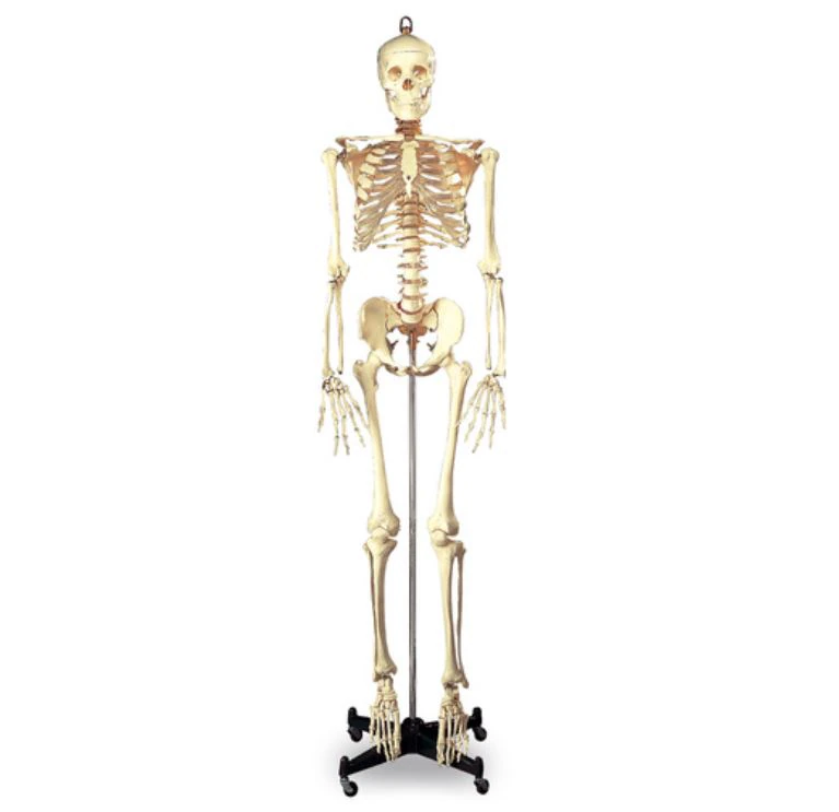 Budget Full Size Skeleton with Metal Stand, 66" Adult Anatomical Model