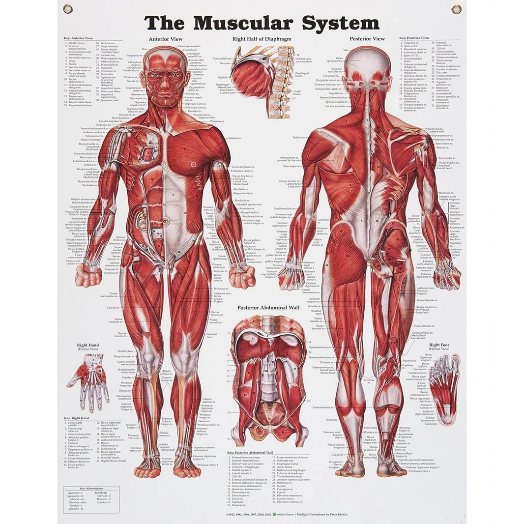 Peter Bachin Muscular System Education Chart, English, Each