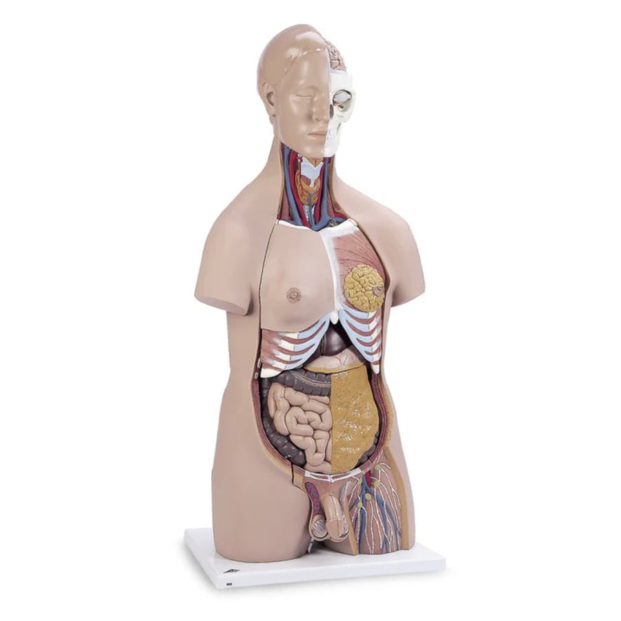 Nasco Healthcare Portable Torso Model, Each
