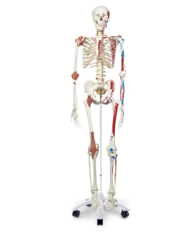 Nasco Healthcare Super Skeleton, Life Size Male, Each
