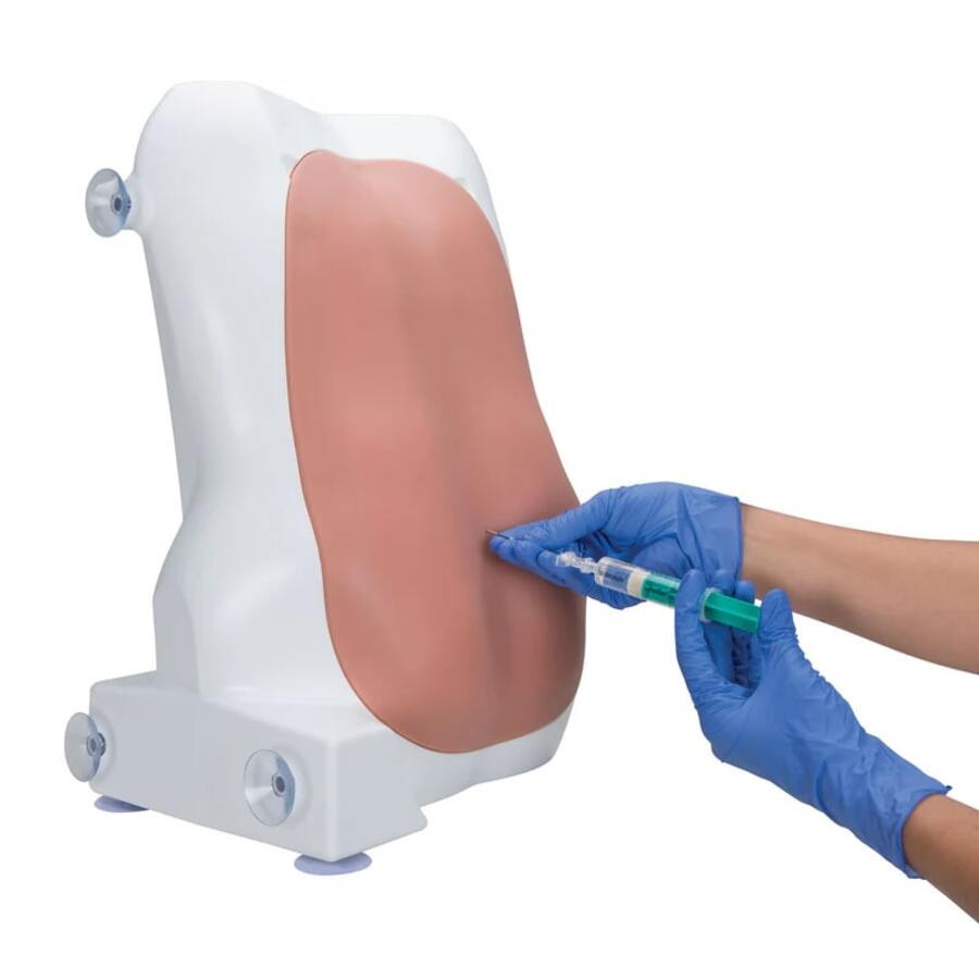 3B Scientific Spinal Injection Trainer, Light Skin, 10 lbs, Each