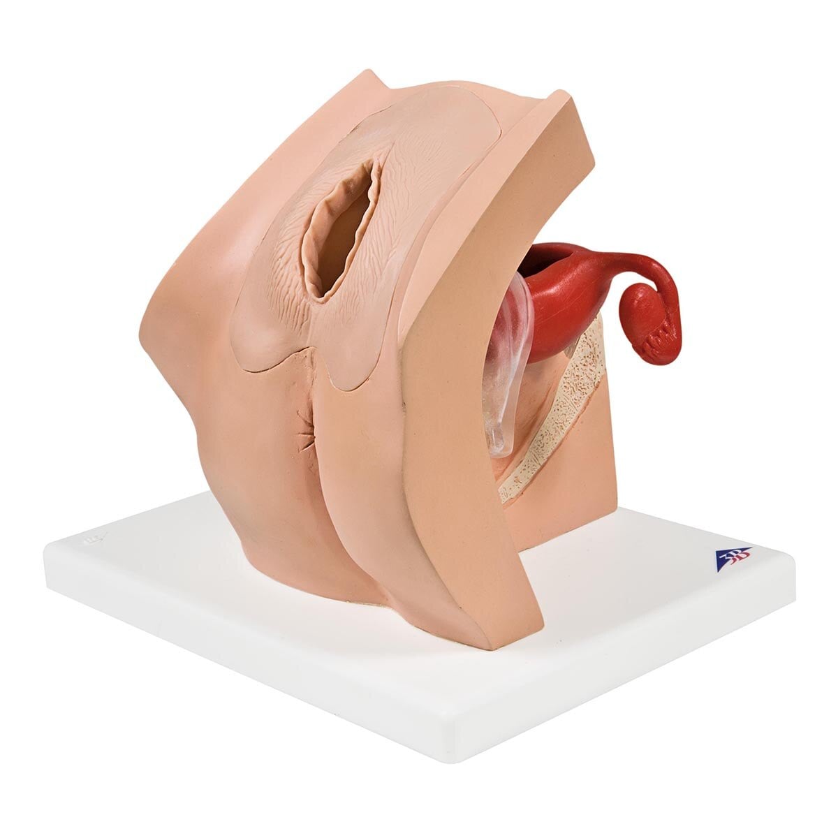 3B Scientific Gynecological Training Model, Light Skin