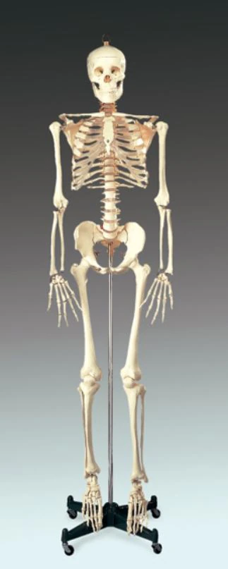 Budget Bucky Anatomical Model, 65" Adult with Removable Skeleton, Each