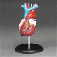 Budget Heart Demonstration Model, Life-Sized, 2-Part, with Stand, 3-1/4x3-1/4x6"