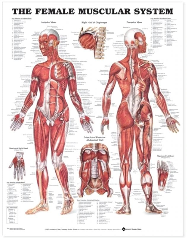 Female Muscular System Anatomical Chart, 20" x 26", Flexible, Each