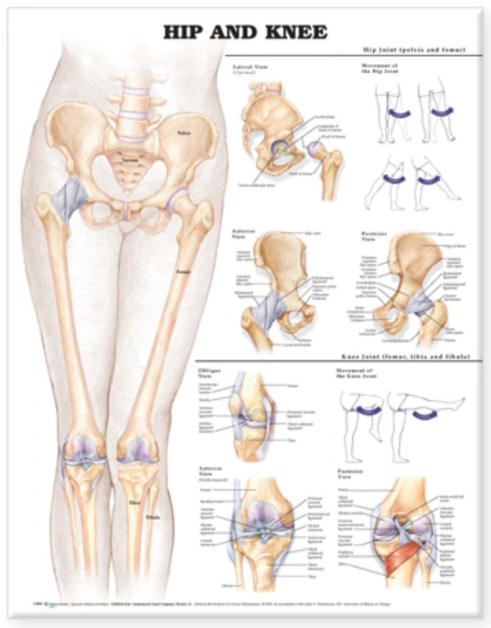 Hip and Knee Anatomical Chart, 20" x 26", Flexible, Each