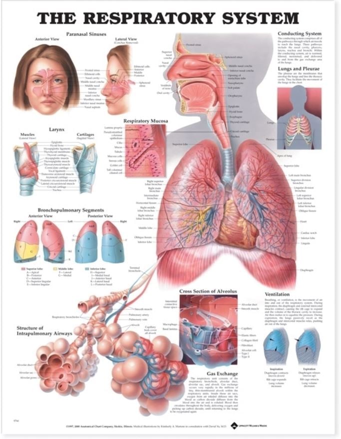 The Respiratory System Anatomical Chart, 20" x 26", Flexible Paper, Each
