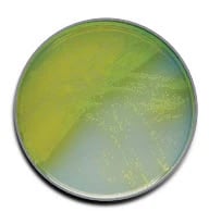 BBL Pseudosel Agar (Cetrimide) Prepared Media Plate, 10/Package