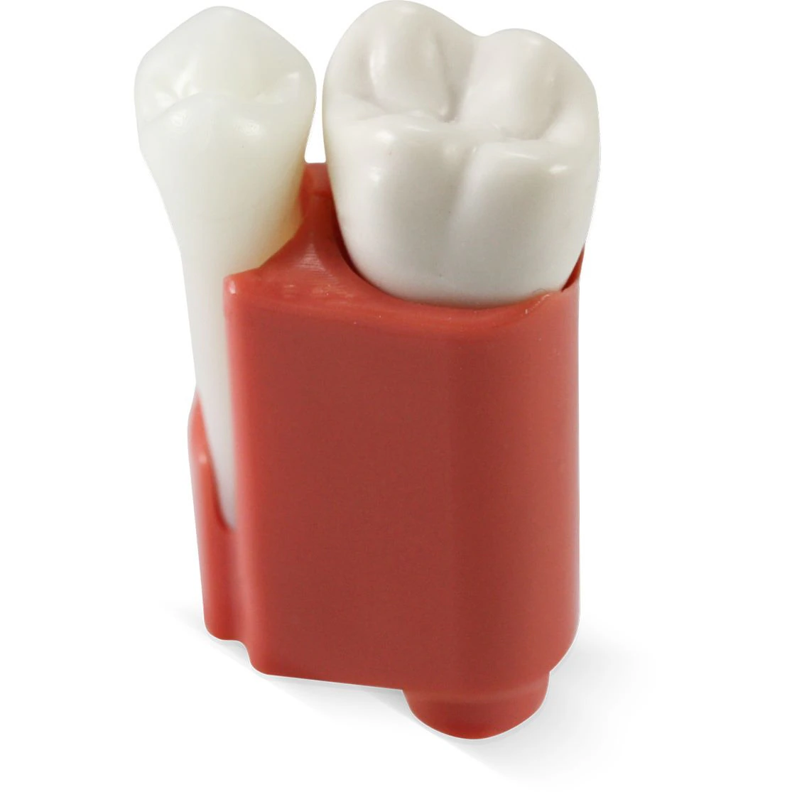 Acadental RTE #14 with Insert Endo Radiolucent Education Tooth, Each