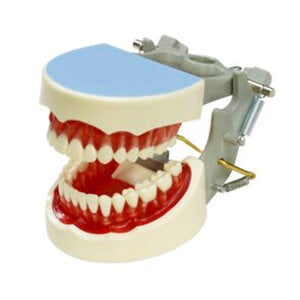 Columbia Dentoform Dental Hygiene Model with Articulated Insert and Natural Tooth, M-YNR-1560