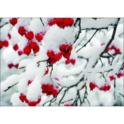 Winter 4-Up Laser Postcard, Winter Berries Design, 5-1/2" W x 4-1/4" H, 100/Pkg