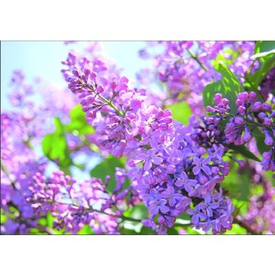 Spring 4-Up Laser Postcards, Lilacs, 5-1/2" W x 4-1/4" H, 100/Pkg
