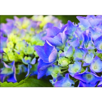 Spring 4-Up Laser Postcards, Hydrangeas, 5-1/2" W x 4-1/4" H, 100/Pkg