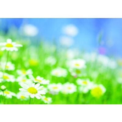 Spring 4-Up Laser Postcards, Spring Daisies, 5-1/2" W x 4-1/4" H, 100/Pkg