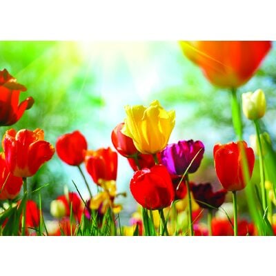 Spring 4-Up Laser Postcards, Spring Tulips, 5-1/2" W x 4-1/4" H, 100/Pkg