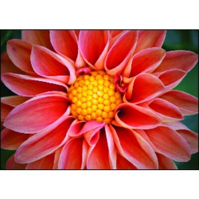Floral 4-Up Laser Postcards, Dahlia, 5-1/2" W x 4-1/4" H, 100/Pkg