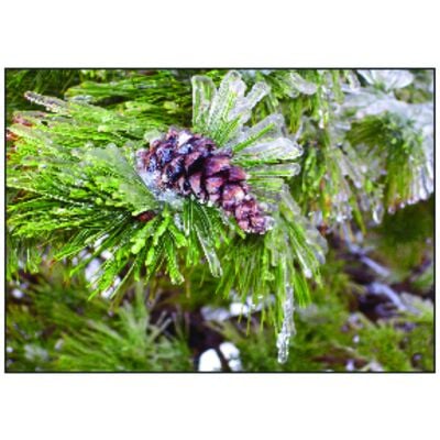 Winter 4-Up Laser Postcard, Pine Cone Design, 5-1/2" W x 4-1/4" H, 100/Pkg