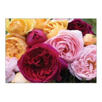 Floral 4-Up Laser Postcards, English Roses, 5-1/2" W x 4-1/4" H, 100/Pkg