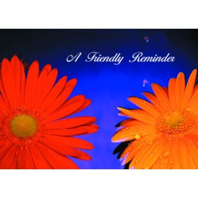 Floral Personalized Postcards, A Friendly Reminder Daisies, 6" W x 4-1/4" H, 100/Pkg