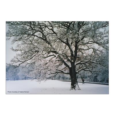 Winter Personalized Postcard, Snow Tree Design, 6" W x 4-1/4" H, Full Color, 100/Pkg