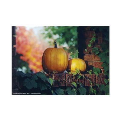 Fall 4-Up Laser Postcards, Pumpkins, 5-1/2" W x 4-1/4" H, 100/Pkg