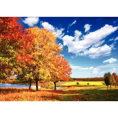 Fall 4-Up Laser Postcards, Fall Day Design, 5-1/2" W x 4-1/4" H, 100/Pkg