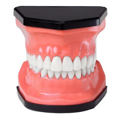 Flossible Teeth Model and Toothbrush Set, 3-3/4" W x 3-1/2" H x 3-1/4" D