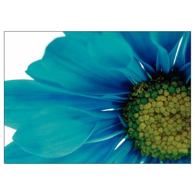 Floral 4-Up Laser Postcards, Blue Daisy, 5-1/2" W x 4-1/4" H, 100/Pkg