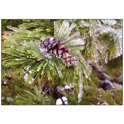 Winter Personalized Postcard, Pine Cone Design, 6" W x 4-1/4" H, Full Color, 100/Pkg