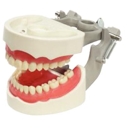 Dentoform® Articulated Typodont Exam Model M-PVR-1560 with 32 Teeth, 1/Pkg