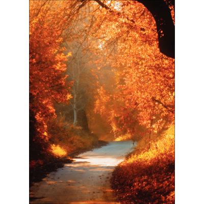 Fall 4-Up Laser Postcards, Autumn Path, 4-1/4" W x 5-1/2" H, 100/Pkg