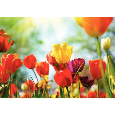 Spring Personalized Postcards, Spring Tulips, 6" W x 4-1/4" H, Full Color, 100/Pkg