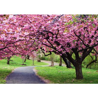 Spring Personalized Postcards, Spring Trees Design, 6" W x 4-1/4" H, 100/Pkg