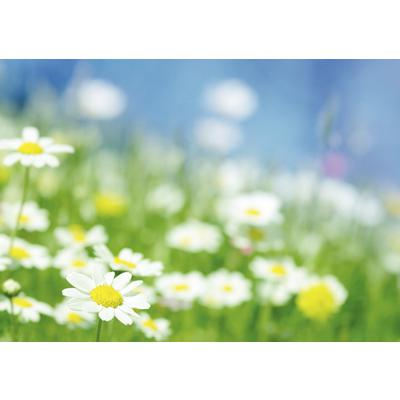 Spring Personalized Postcards, Spring Daisies, 6" W x 4-1/4" H, 100/Pkg