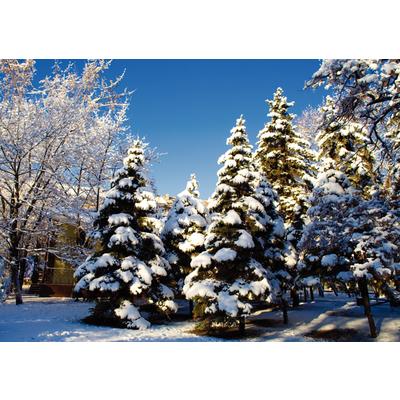 Winter 4-Up Laser Postcard, Winter Pines Design, 5-1/2" W x 4-1/4" H, 100/Pkg