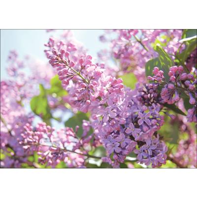 Spring Personalized Postcards, Lilacs, 6" W x 4-1/4" H, 100/Pkg