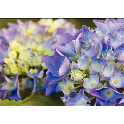 Spring Personalized Postcards, Hydrangeas Design, 6" W x 4-1/4" H, 100/Pkg