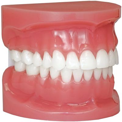 Patterson® Typodont, .022 Slot, With Metal Brackets