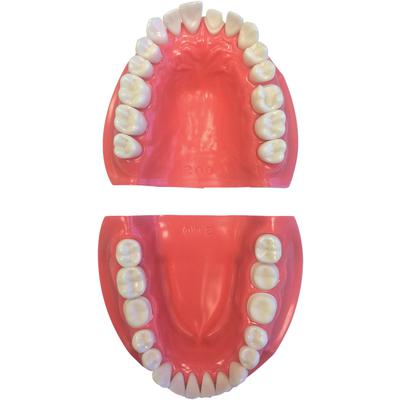 Nissin Dental Model (Kilgore International, PATT-4.0)