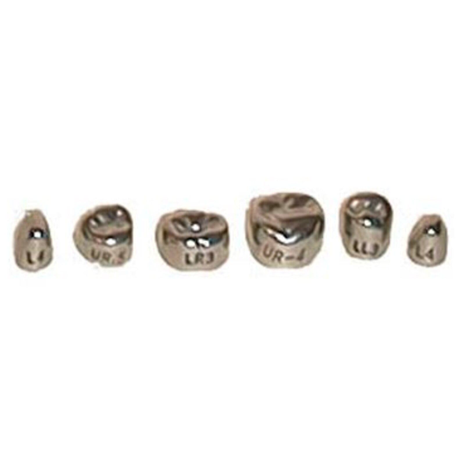 Evolve Stainless Steel Primary Molar Crown, 1st Upper Right (#5), 5/Box
