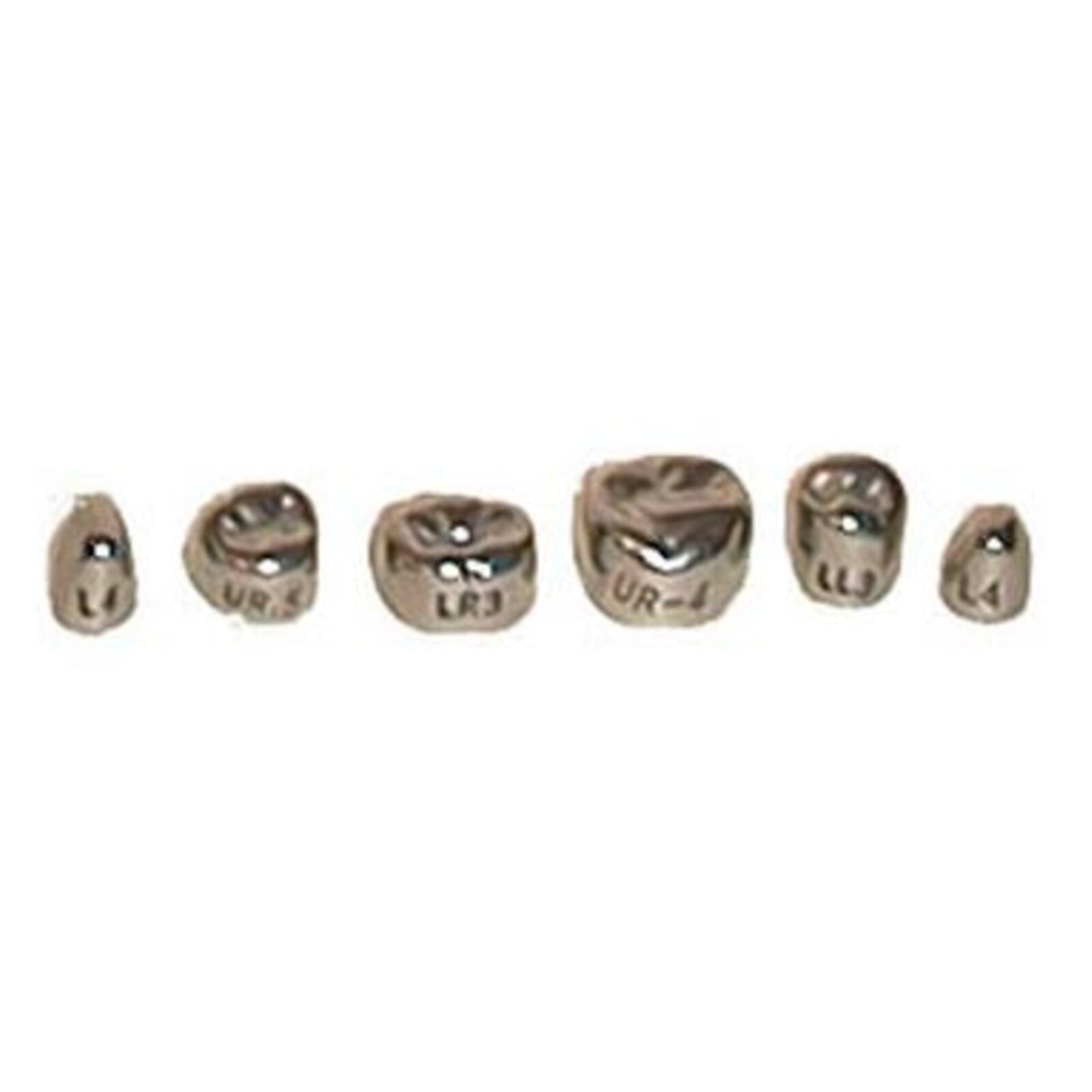 Evolve Stainless Steel Primary Molar Crown, #4 Upper Right 1st Primary Molar, 5/Box