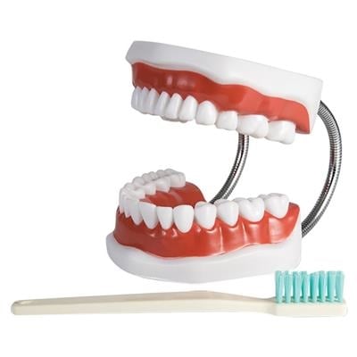 Hager Brush-N-Floss Training Model with Oversized Toothbrush, 355636
