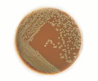 Remel Chocolate Agar Spacesaver Plate, Enriched, 150/Package - Chocolate Agar Plate - Image 1