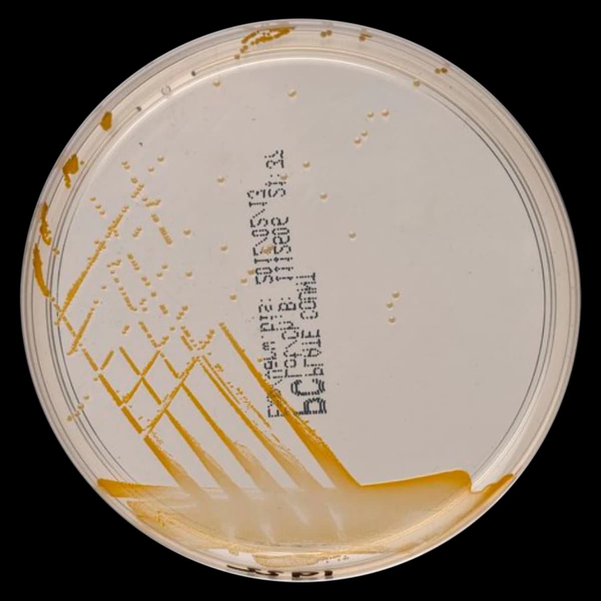 Remel Plate Count Agar Monoplate, 10/Package - Agar Count Plate - Image 1