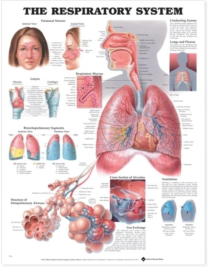 Autonomic Nervous System Anatomical Chart, 20" x 26", Each - Respiratory System Chart - Image 1